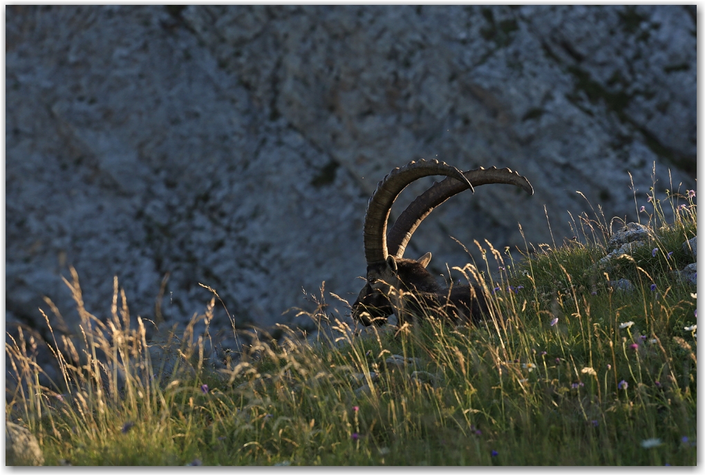 rencontres estivales