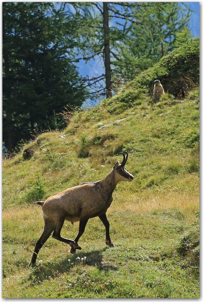 Gran Paradiso