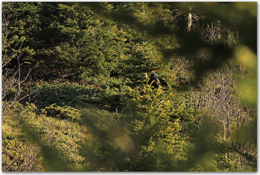 faune du Vercors