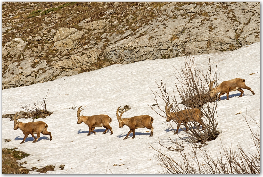 rencontre dans le Vercors