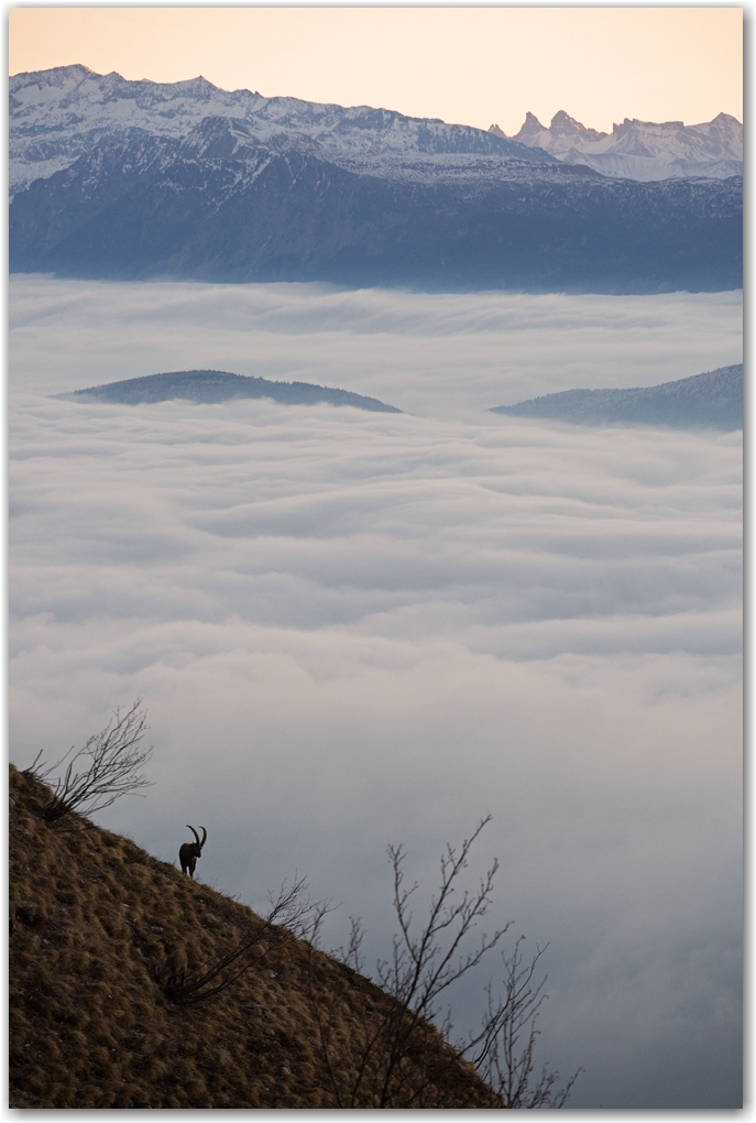 les bouquetins en hiver sans neige