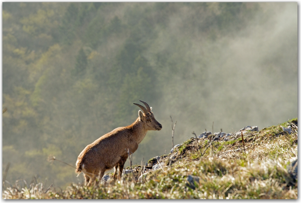 la faune du Vercors