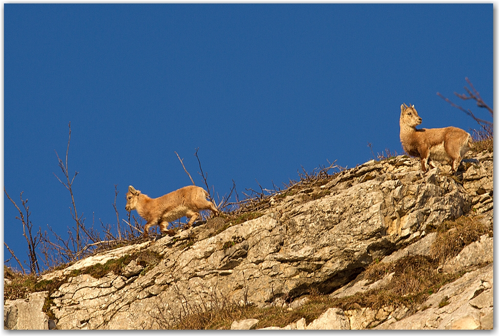 rencontre dans le Vercors