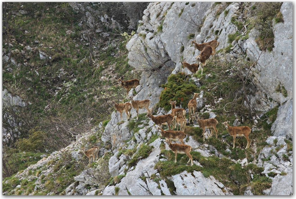faune du Vercors