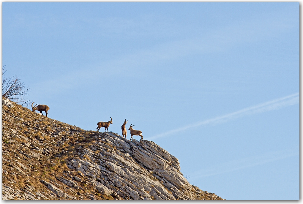 rencontre dans le Vercors