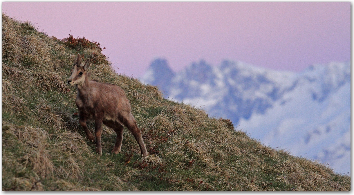 dent de crolles