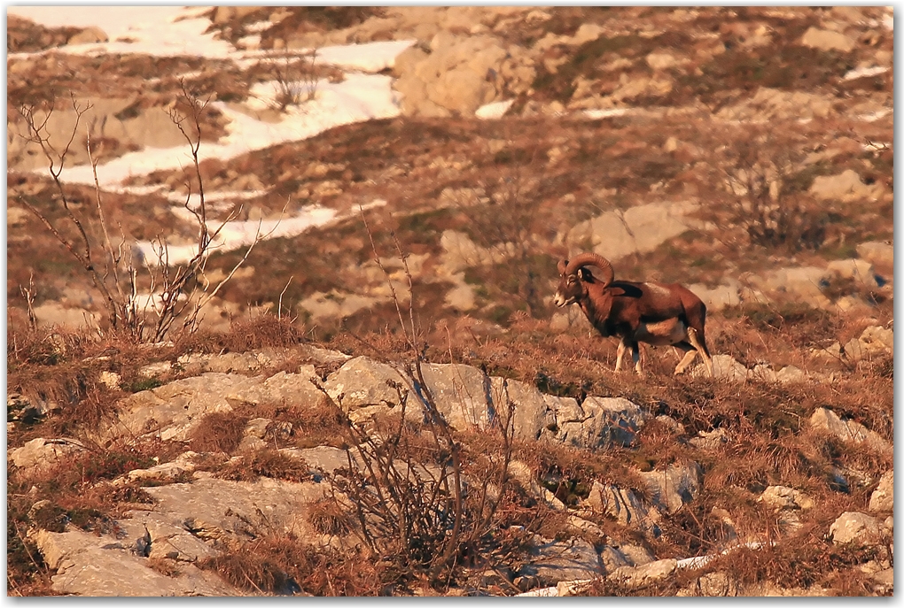 biodiversité dans le Vercors