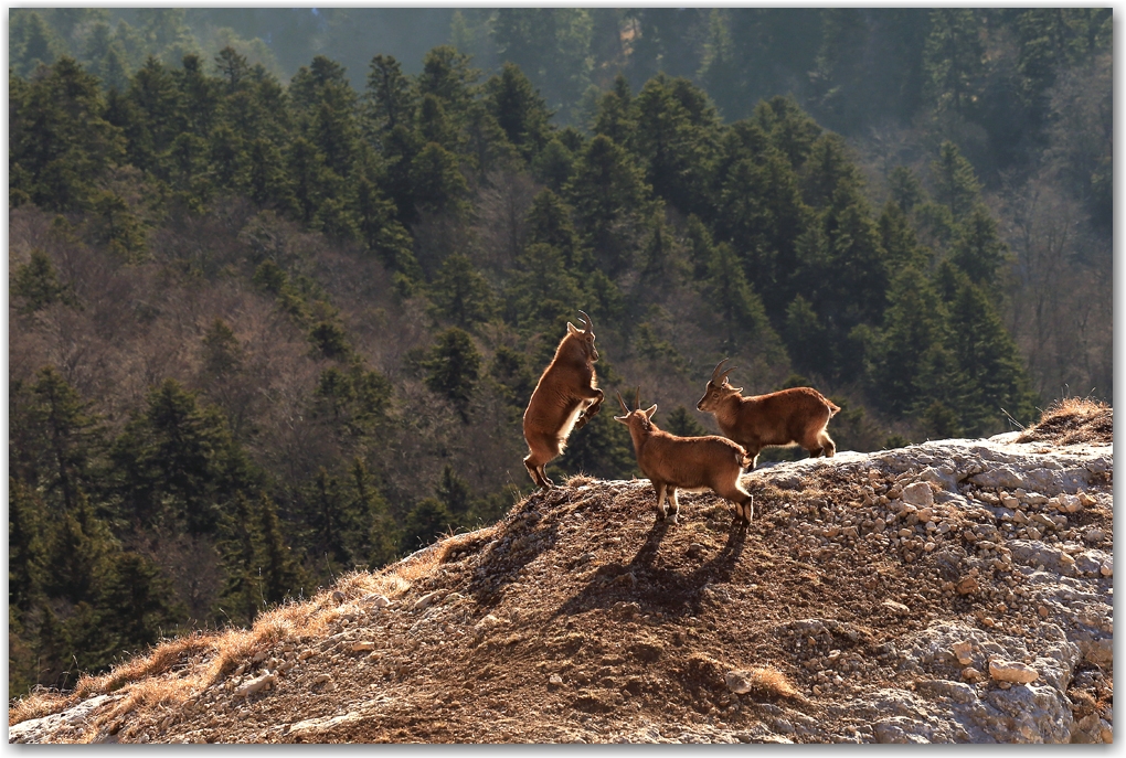 les bouquetins en hiver sans neige