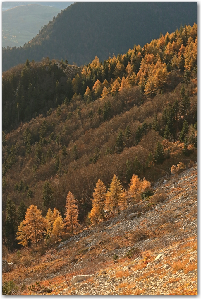 automne en or