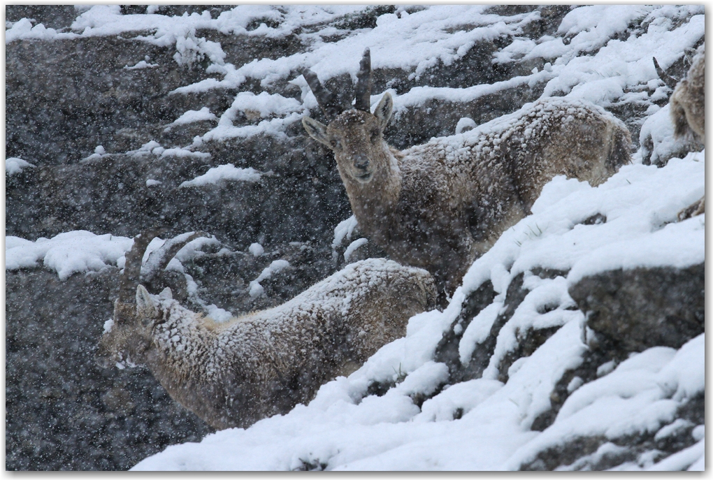 le retour de l'hiver