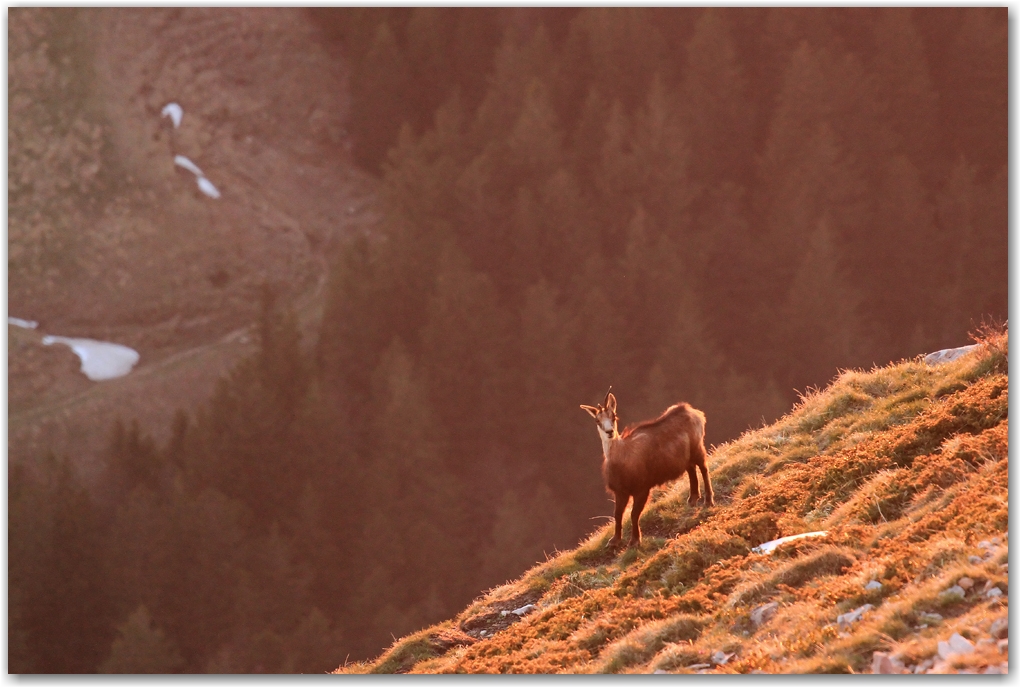 dent de crolles