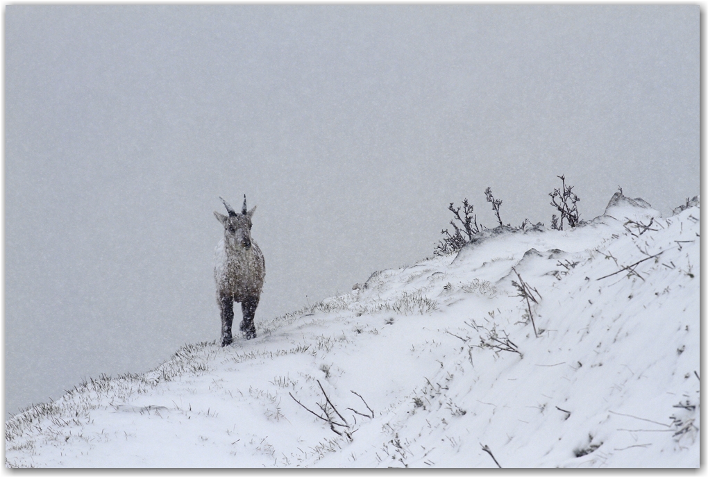 le retour de l'hiver