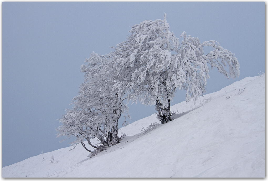 givre en Chartreuse