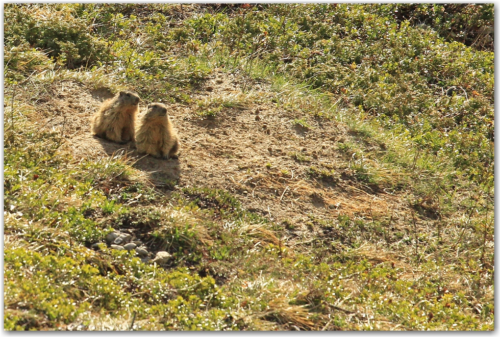 faune du Vercors