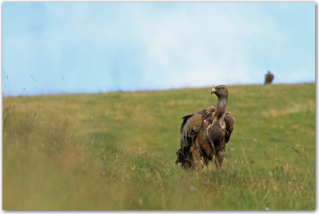 les rapaces des Pyrénées