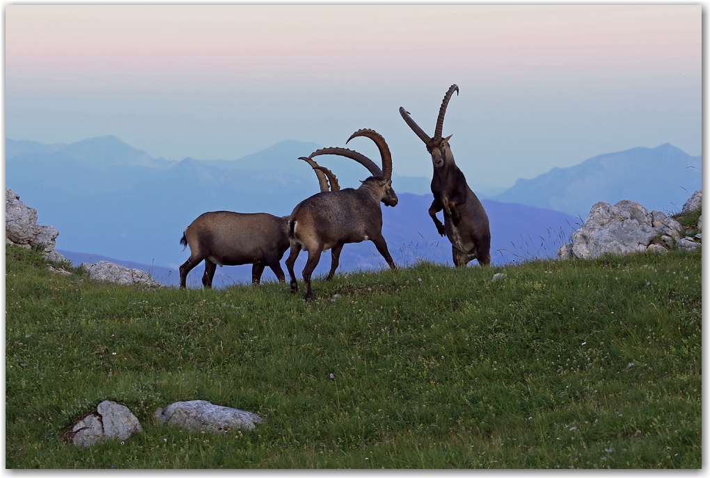 rencontres estivales