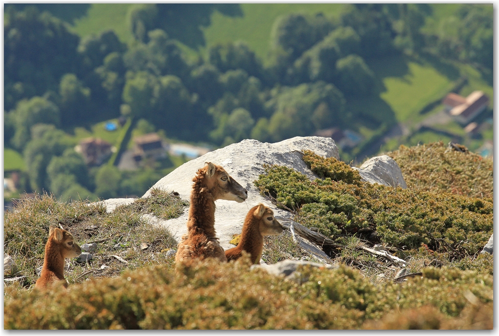 faune du Vercors