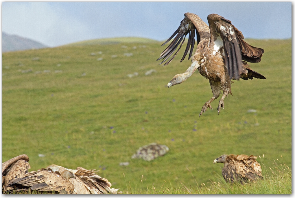 les rapaces des Pyrénées