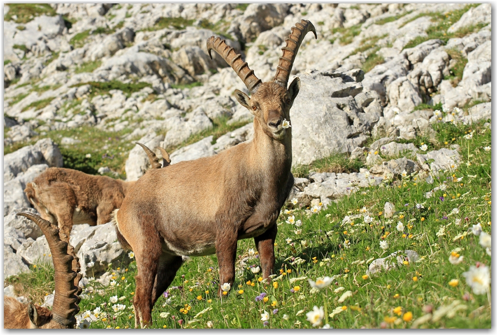 le Vercors et ses rencontres