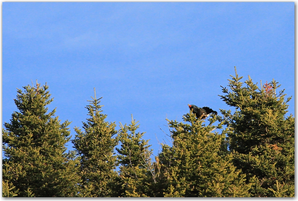 faune du Vercors