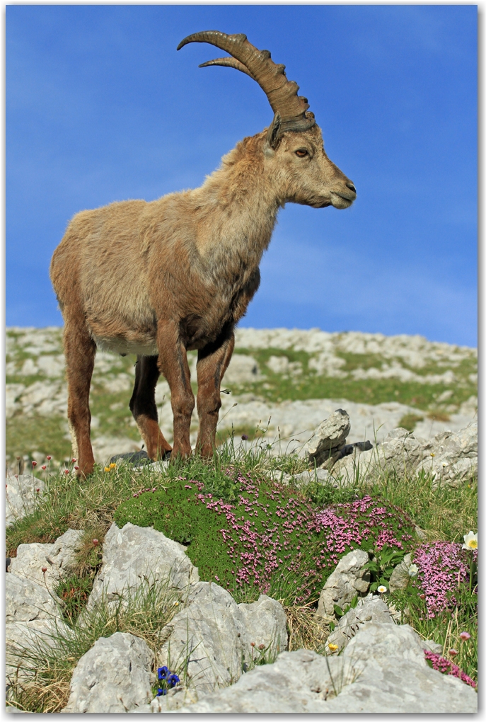 le Vercors et ses rencontres