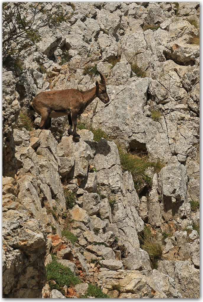 bouquetins du Vercors