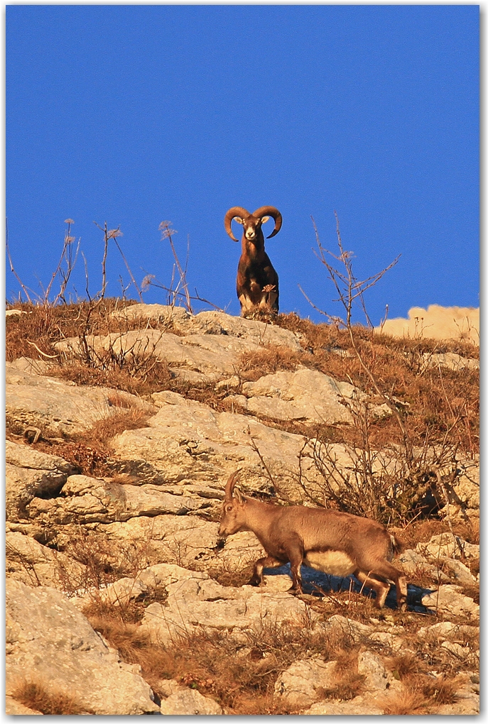 biodiversité dans le Vercors