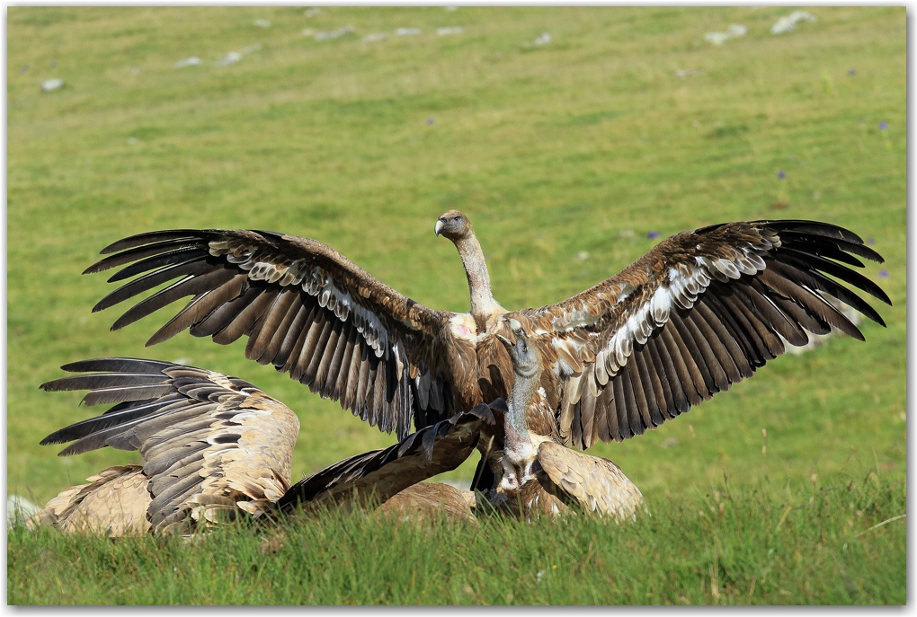 les rapaces des Pyrénées