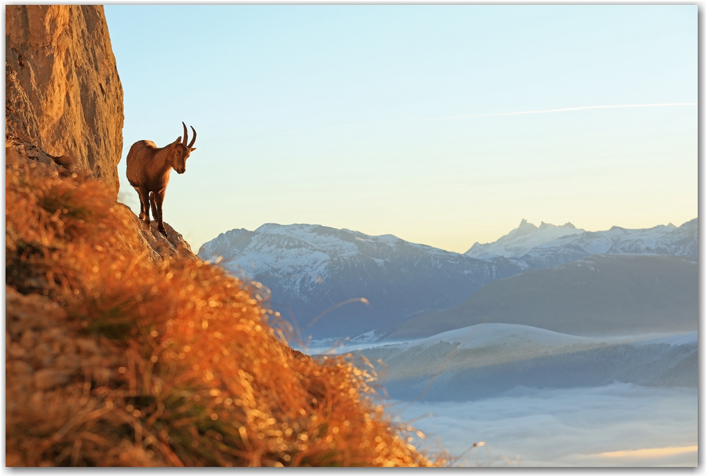 bouquetin en hiver sans neige