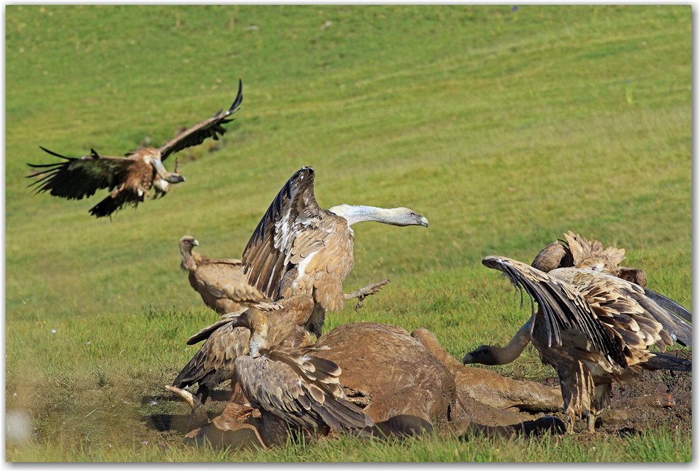 les rapaces des Pyrénées