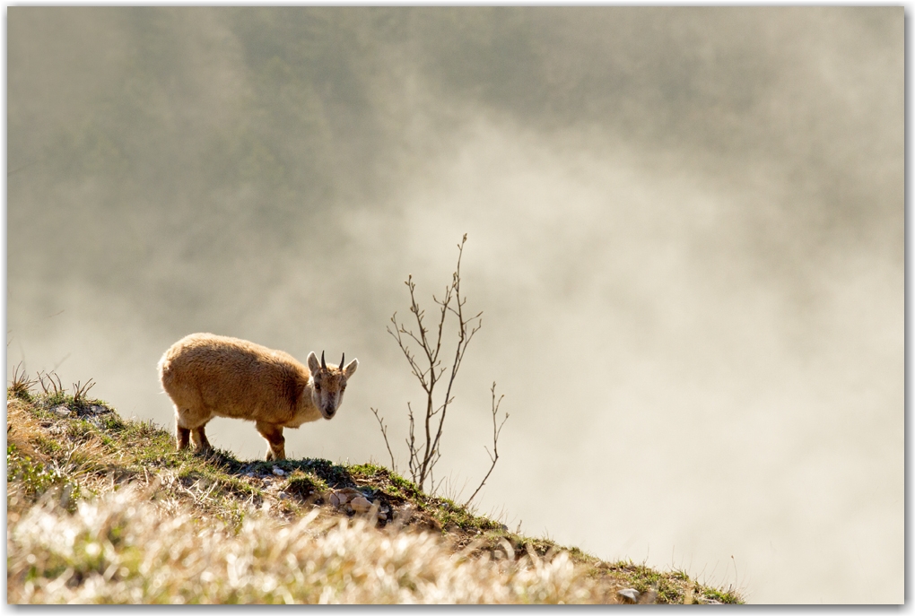 la faune du Vercors